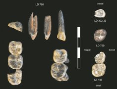 <b>也不是此前已知的南方古猿惊讶</b>