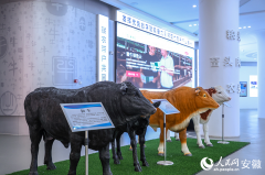 徽省亳州市利辛县